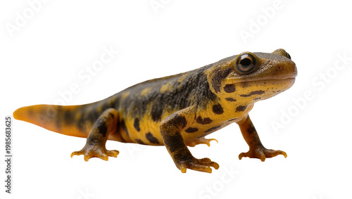 Φωτογραφία Spotted newt with yellow belly and dark patterned skin, isolated on transparent
