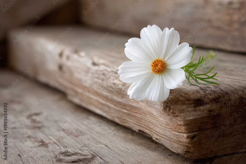 Obraz premium Single white daisy flower with yellow center resting on rustic weathered wooden boards