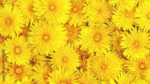Background and texture of moving yellow dandelions. View from above.