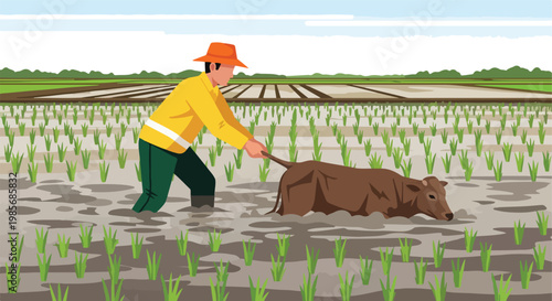 A farmer in a yellow shirt leads a brown cow through a flooded rice paddy field