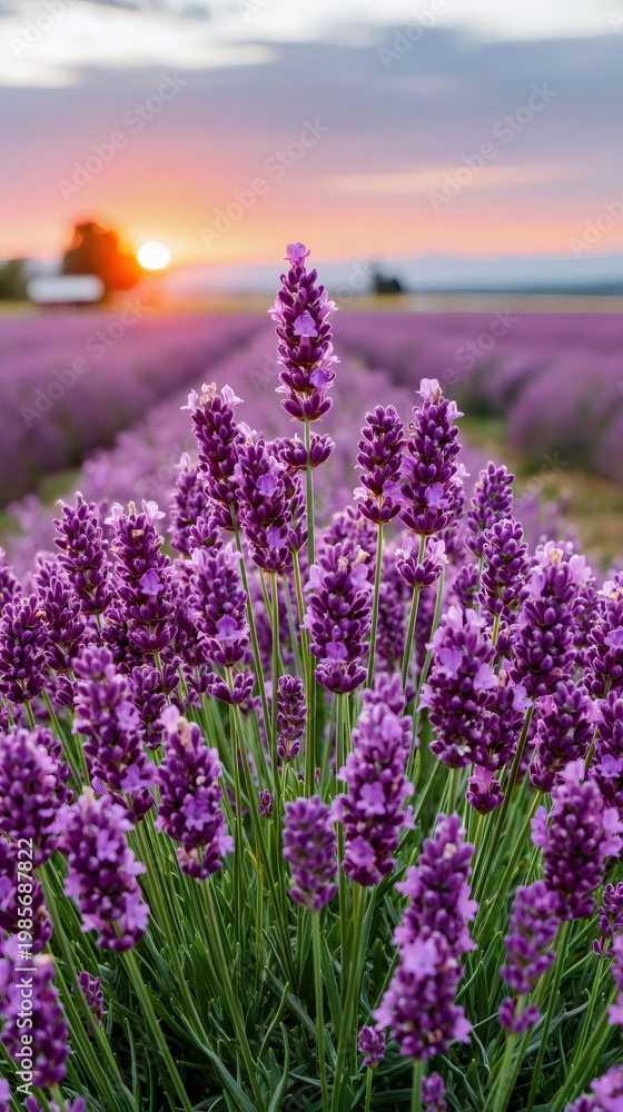 Obraz premium Lavender plants blooming in a field at sunset