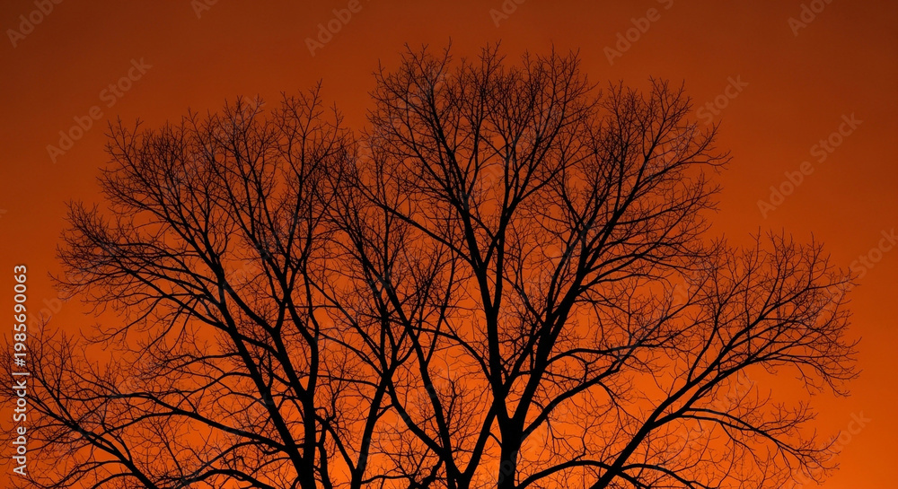 Obraz premium Bare winter tree silhouette at dramatic sunset with fiery orange sky