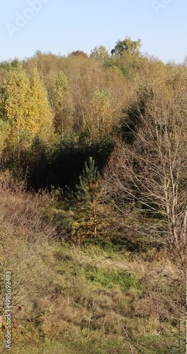 autumn landscape with deciduous trees with yellow and orange foliage during leaf fall at sunset, autumn beautiful landscape with different types of trees during sunset, calm weather without wind