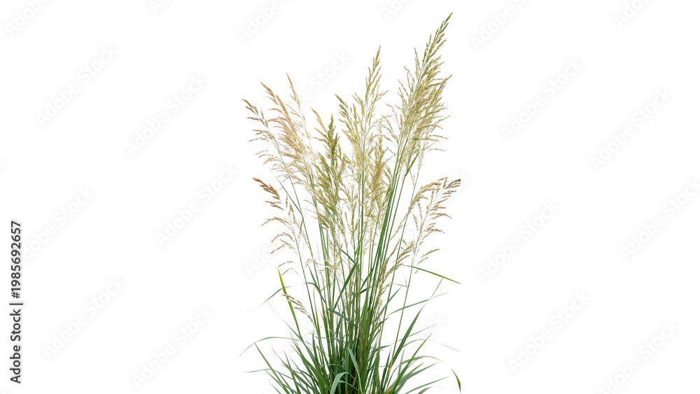 Fototapeta premium Panicum virgatum plant isolated on transparent background