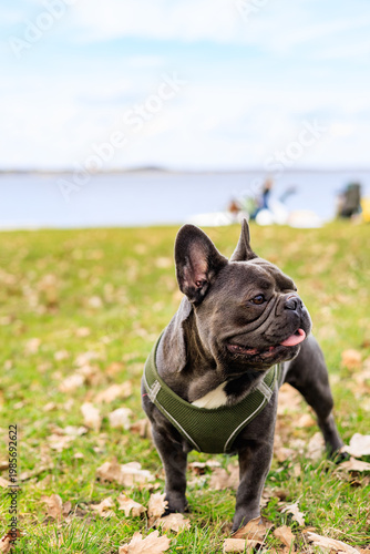 Obraz na płótnie Cute dog posing in park, French bulldog