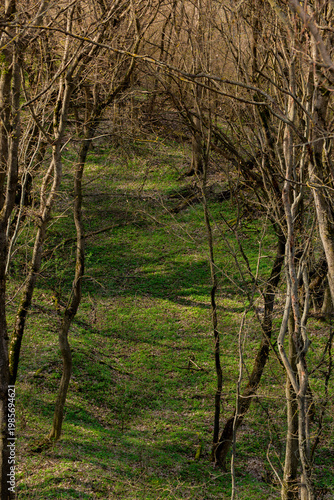 Chestnut trees and path in the spring forest after the rain. Fresh spring foliage background.
