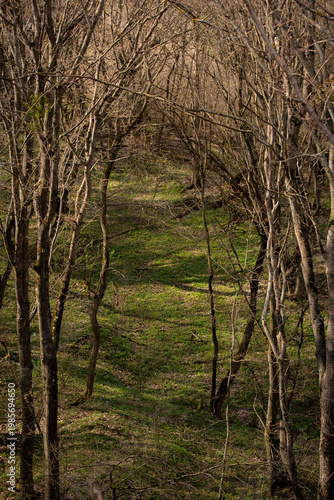 Chestnut trees and path in the spring forest after the rain. Fresh spring foliage background.