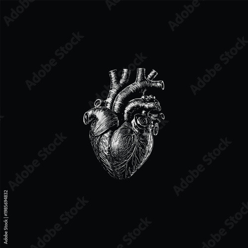 Detailed hand-drawn vintage engraving of a human heart