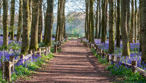 Schilderij op canvas Carpet of wild bluebells in woodland, photographed in the early morning at Dockey Woods, Ashridge, Berkhamstead, Buckinghamshire UK