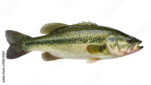 Foto Large mouth bass fish with green and black stripes, isolated on transparent back