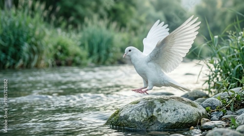 A beautiful white dove landing on a mossy rock in a flowing river