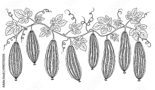 Bitter gourd plant set hanging bitter melon vine leaves botanical black and white vector illustration isolated on white
