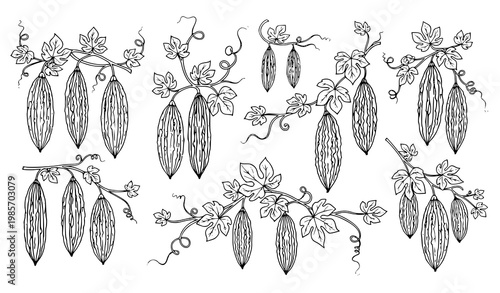 Creative bitter gourd collection hanging bitter melon vine botanical black and white vector illustration set isolated on white background