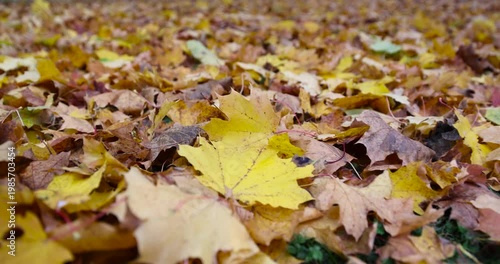yellow-orange foliage of deciduous trees that have fallen to the ground, a park with trees in cloudy weather in the middle of autumn, foliage covers the ground in the park
