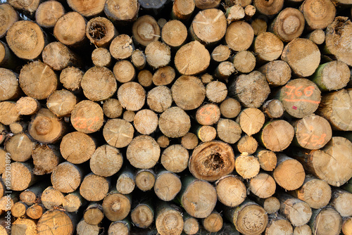 Piles of cut down trees. Cutting down trees in the forest.