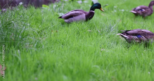 Wild ducks on the river in the autumn season, wild ducks in nature during the cold weather, birds that did not fly south and stayed to winter in the north of Eastern Europe 