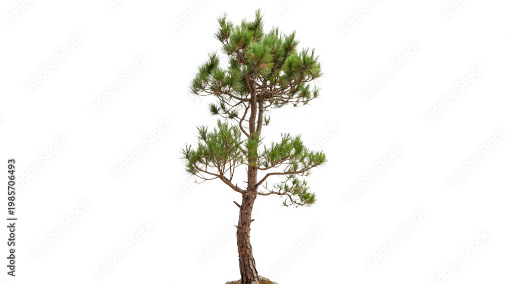 Obraz premium Pinus heldreichii tree isolated on transparent background cut out