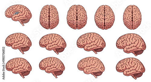 Collection of human brain anatomical illustrations showing different perspectives including side, top, and cross-section views.