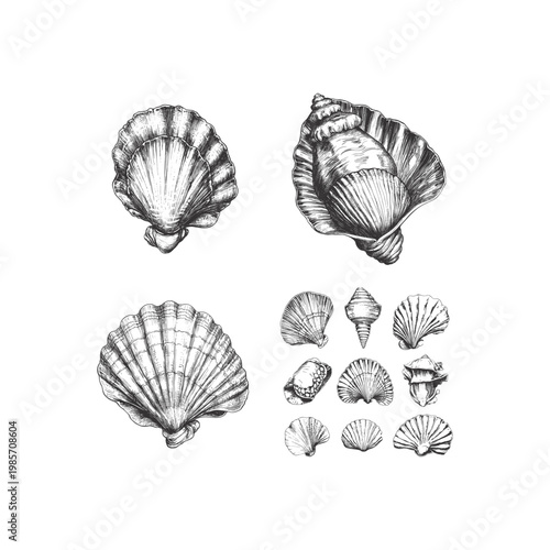 Hand drawn vintage collection of various sea shells and scallops