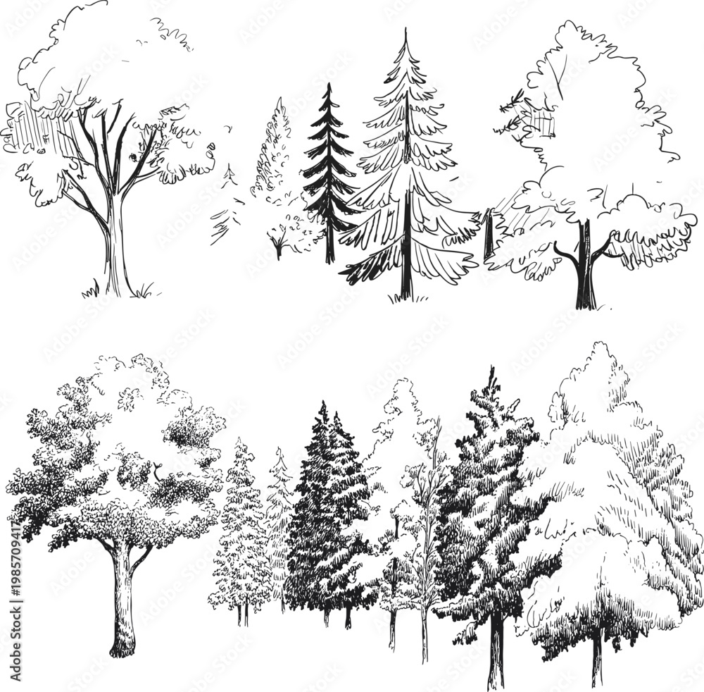 Fototapeta premium Hand drawn trees set, forest sketch collection, detailed botanical line art, various tree types, nature illustration pack – vector illustration