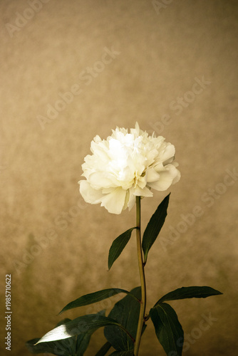 Canvastavla White peony flower on long stem with dark leaves in full bloom, in soft natural light in the garden against muted vintage background making it look like old sephia matured portrait