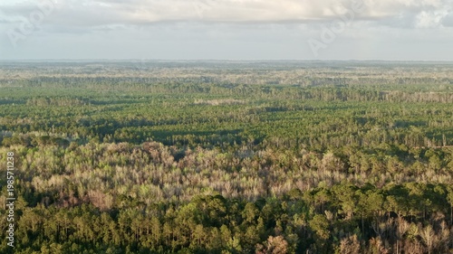 Aerial view of a lush tapestry of green and brown woodlands stretches to the horizon under a soft, diffused light, St. Augustine, Florida, United States.