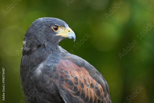 Hawk (Parabuteo unicinctus) Looks Straight Right Against Green Background