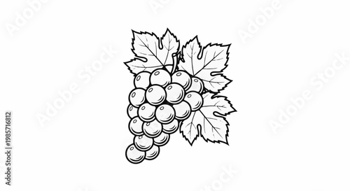 A black and white illustration of a bunch of grapes with leaves