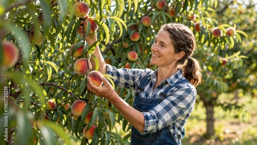 Woman Harvesting Fresh Peaches in Orchard on Sunny Day