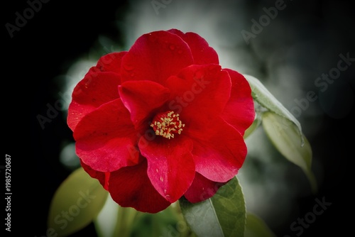 
Photo taken after a rain shower of a beautifully blooming camellia