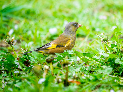 地面を歩くカワラヒワ