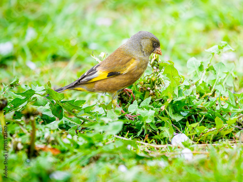 地面を歩くカワラヒワ