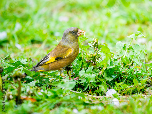 地面を歩くカワラヒワ