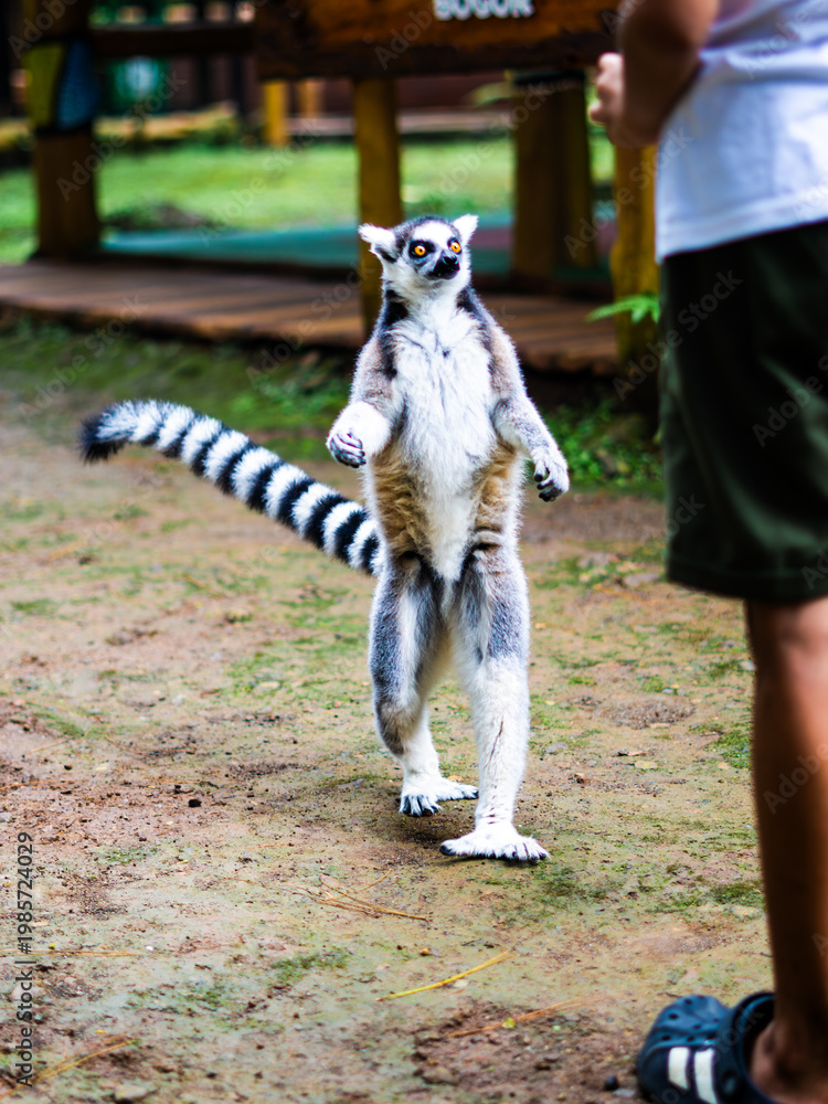 Fototapeta premium Ring-tailed lemur standing upright in a natural park setting