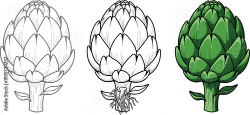 Detailed Vector Illustrations of an Artichoke in Various Stages, Including Outline, Raw, and Full-Color Views for Botanical and Culinary Projects