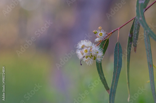 Eucalyptus Leaves and Flowers During Spring