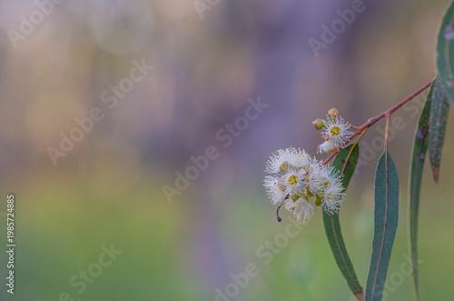 Eucalyptus Leaves and Flowers During Spring, with writing space