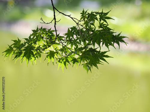 美しい緑のヤマモミジの枝と葉