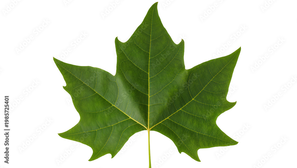 Fototapeta premium Single green maple leaf with serrated edges, isolated on transparent background