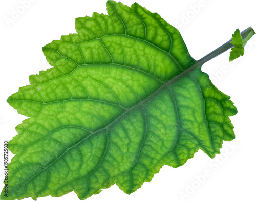 Patchouli leaves (Pogostemon cablin) on a transparent background. Patchouli leaves are the basic ingredient for making essential oils. PNG