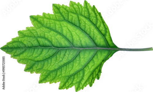 Patchouli leaves (Pogostemon cablin) on a transparent background. Patchouli leaves are the basic ingredient for making essential oils. PNG