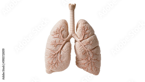 Foto Human respiratory system trachea and lungs, isolated on transparent background