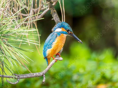 枝にとまるカワセミ