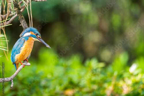枝にとまるカワセミ