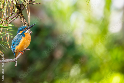 枝にとまるカワセミ