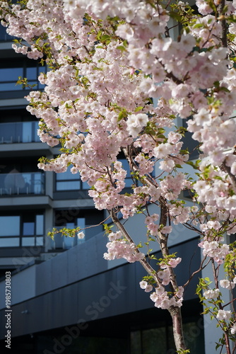 pink cherry blossom in the city	