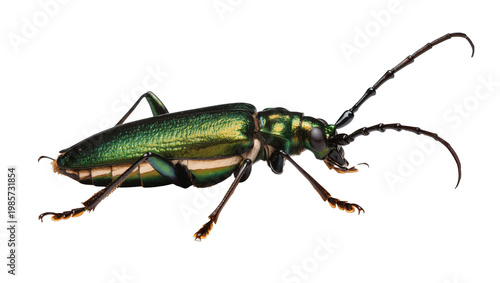 Photos Metallic green longhorn beetle with segmented antennae, isolated on transparent