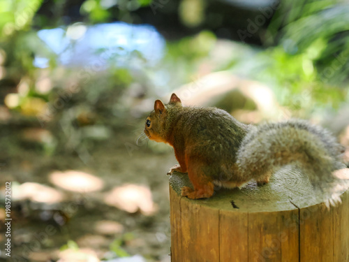 切株に乗って見つめるリス
