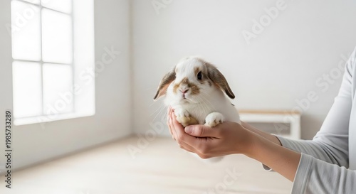 Cute Rabbit Being Held in Hands Against Bright White Wall