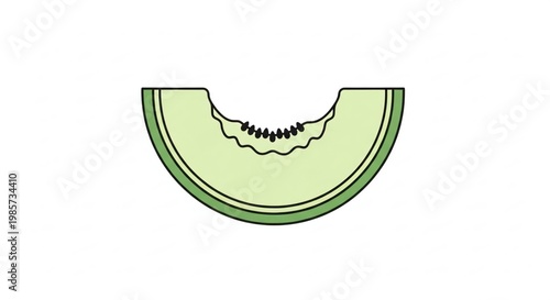 Fresh Green Melon Slice with Curved Shape and Textured Surface